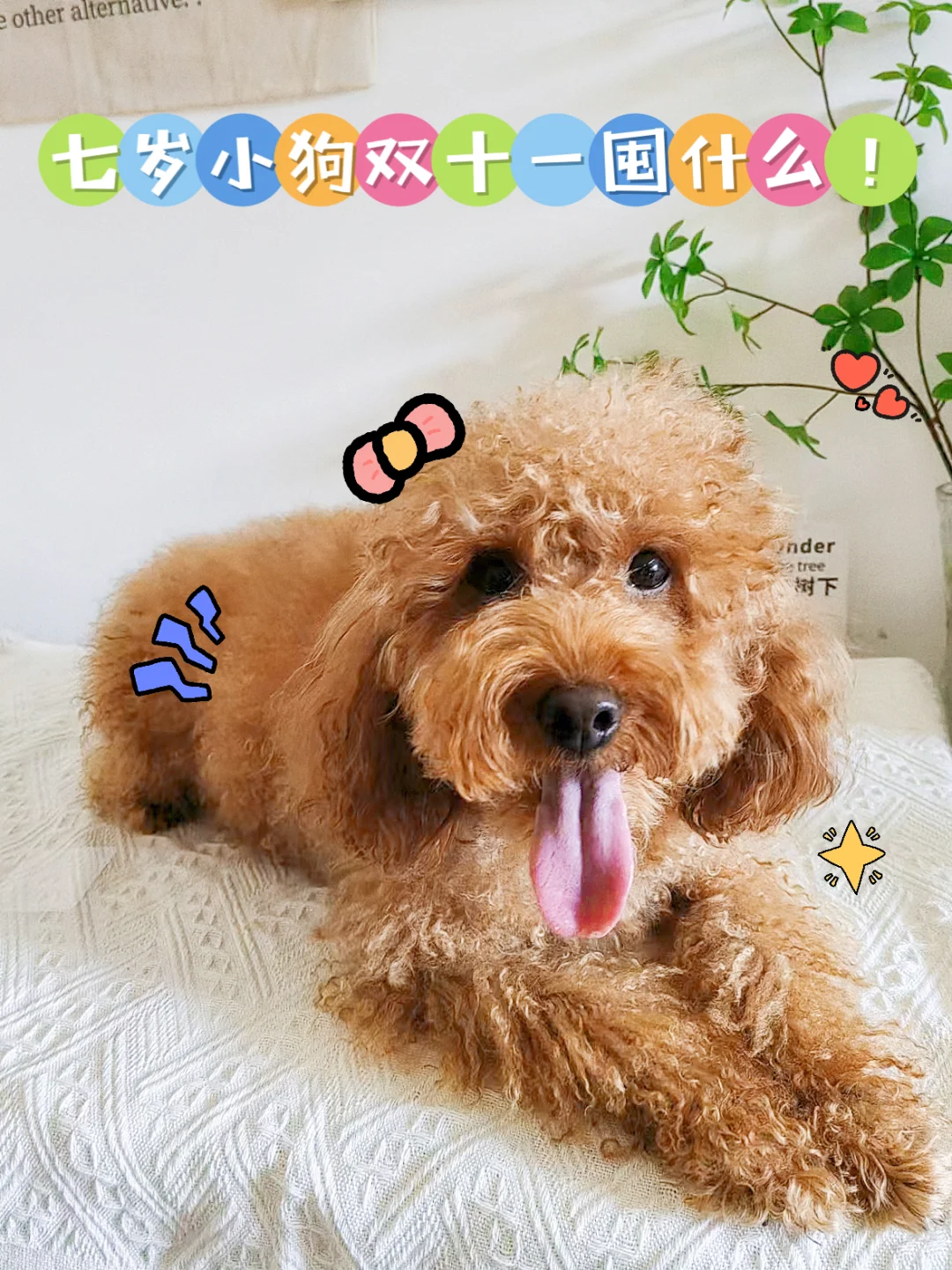 7岁犬应该怎么喂养？双十一囤什么？