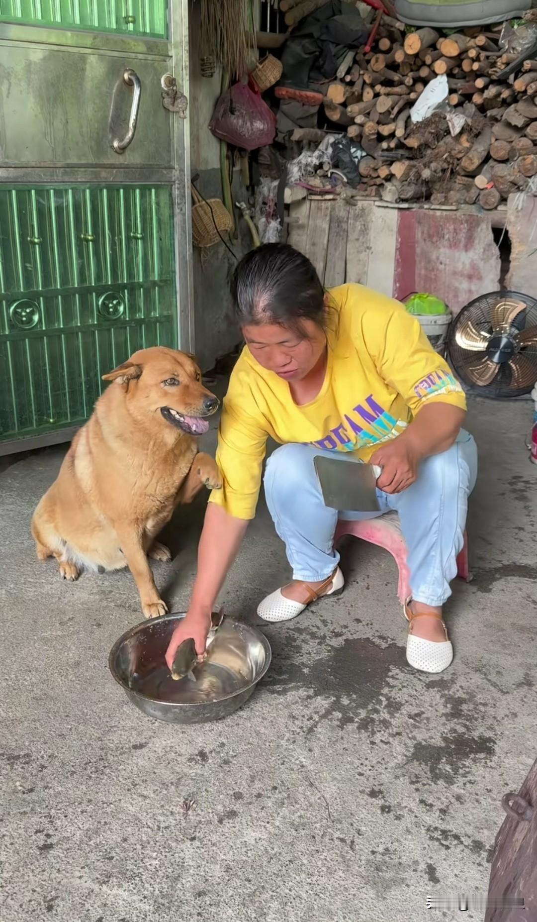 主人打算杀掉养在脸盆里的鱼，家中的金毛用爪子拉住阿姨的手，似乎在示意她别动手。趁