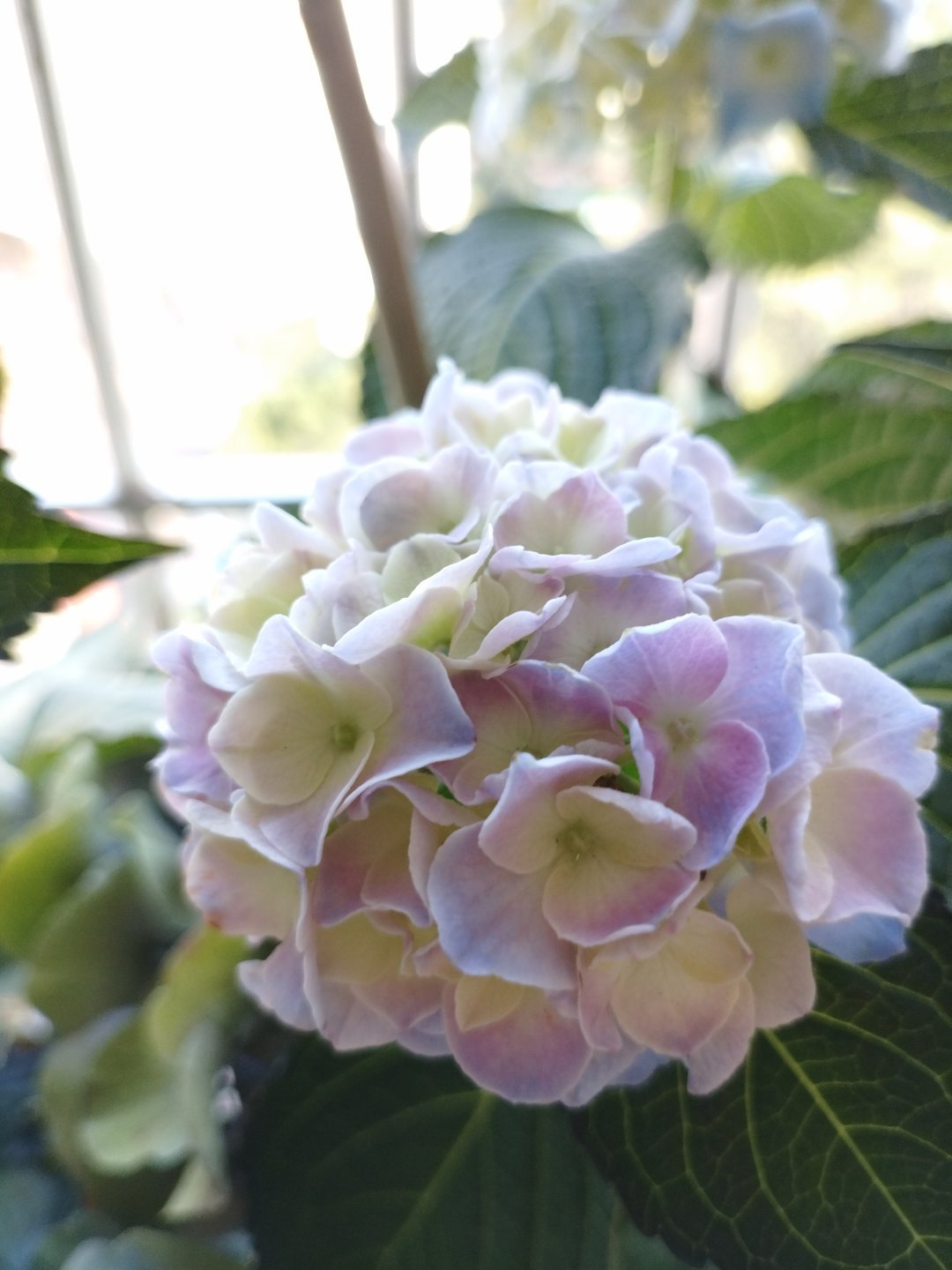 绣球，继续盛开~你种的花花🌸状态怎么样了