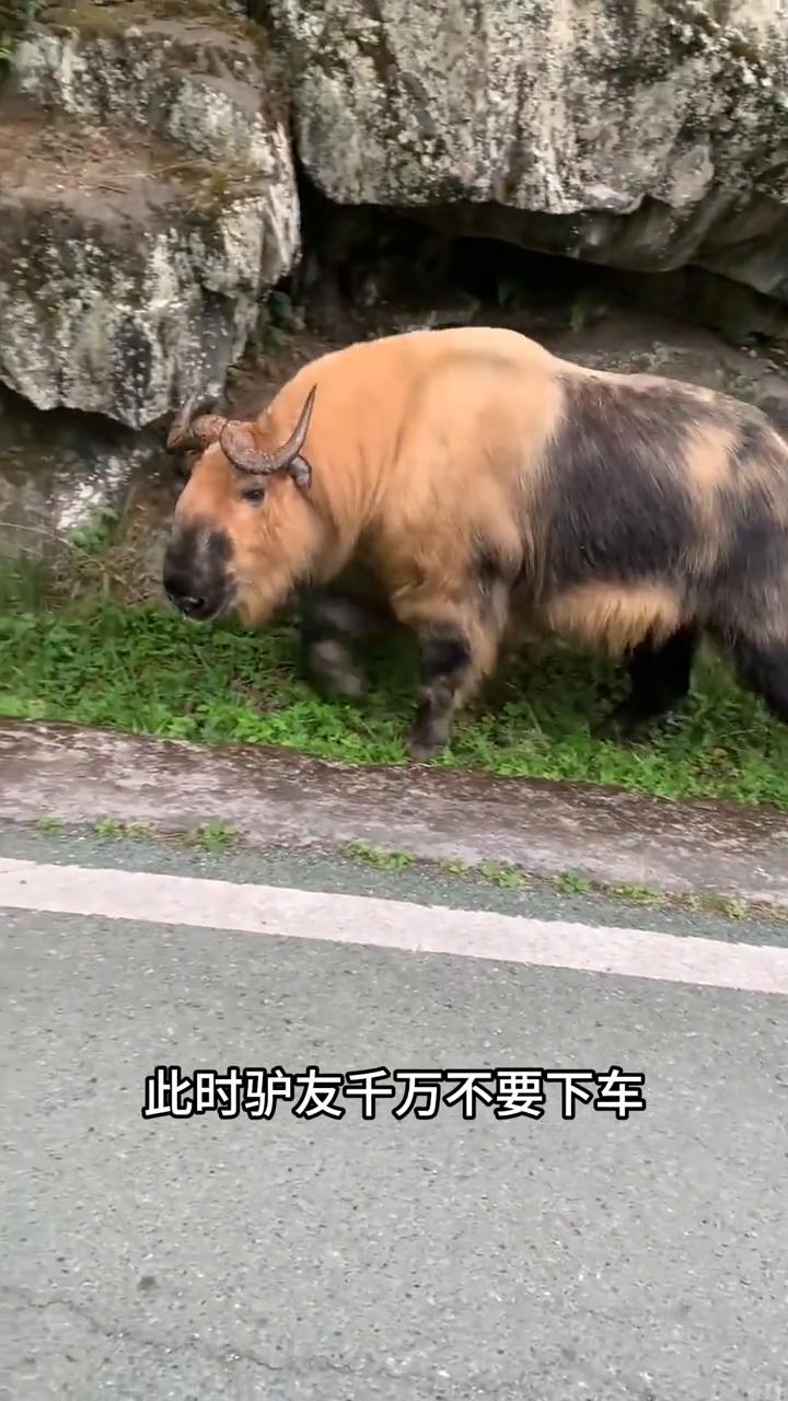 偶遇秦岭杀人王。
驴友在山路上偶遇一头羚牛，同时羚牛也发现了驴友。好在它将人车当