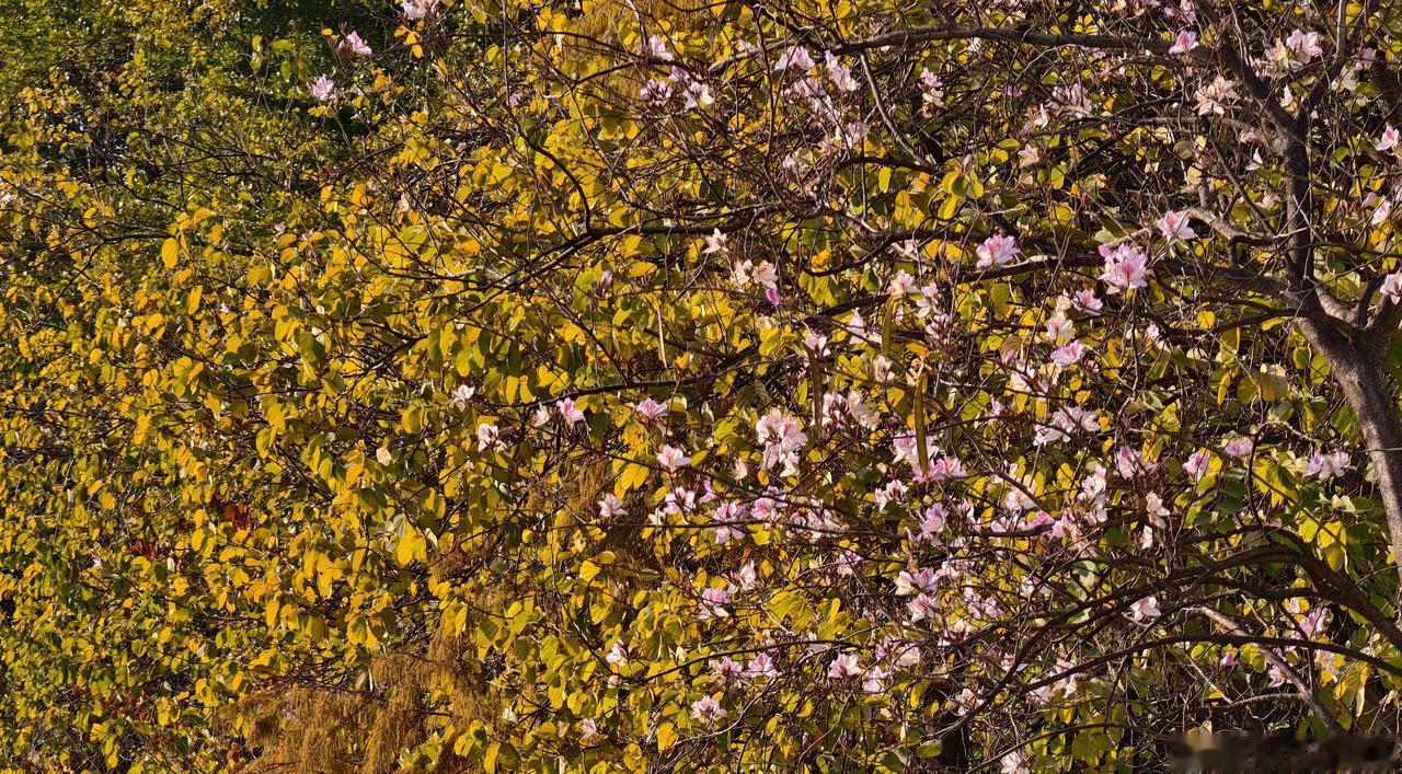 你在烟台暴雪下冒烟，
我在广东阳光灿烂如春天。
再次感叹祖国地大物博，
南北差异