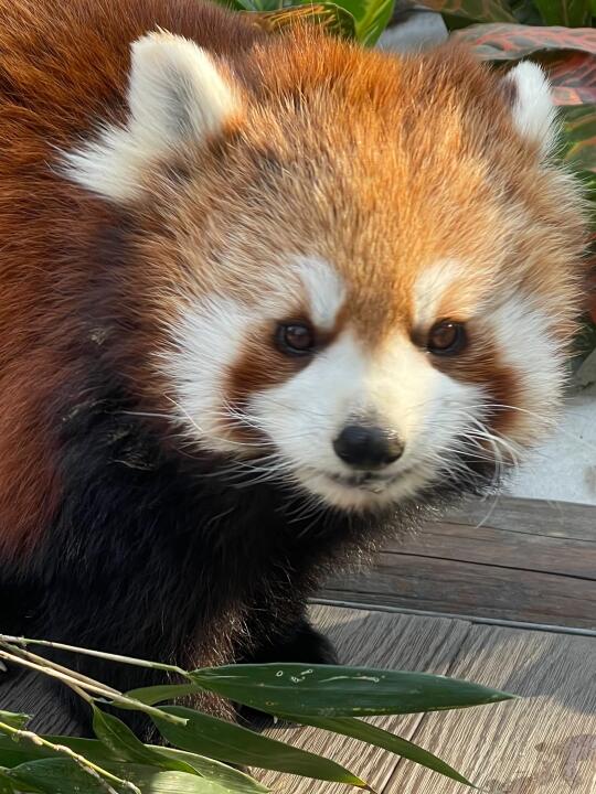 小熊猫好可爱啊！！