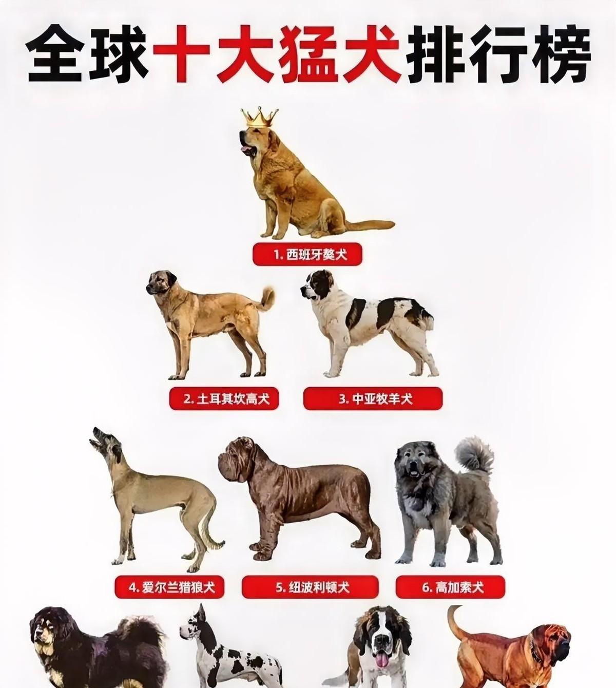 刷到一堆猛犬排行榜，比特犬被吹成单挑王，评论区吵翻天。
我点进去一看，咬合力23