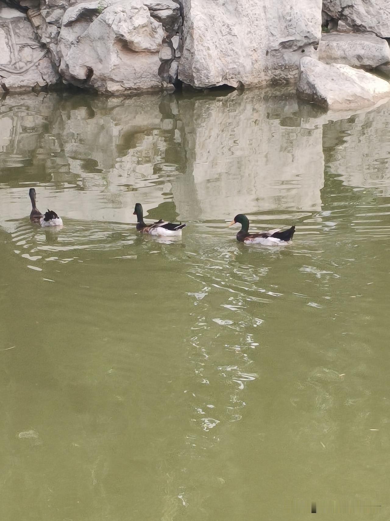 湖面静谧，三只鸭子悠然自得，享受着宁静的时光。🦆💦🍃