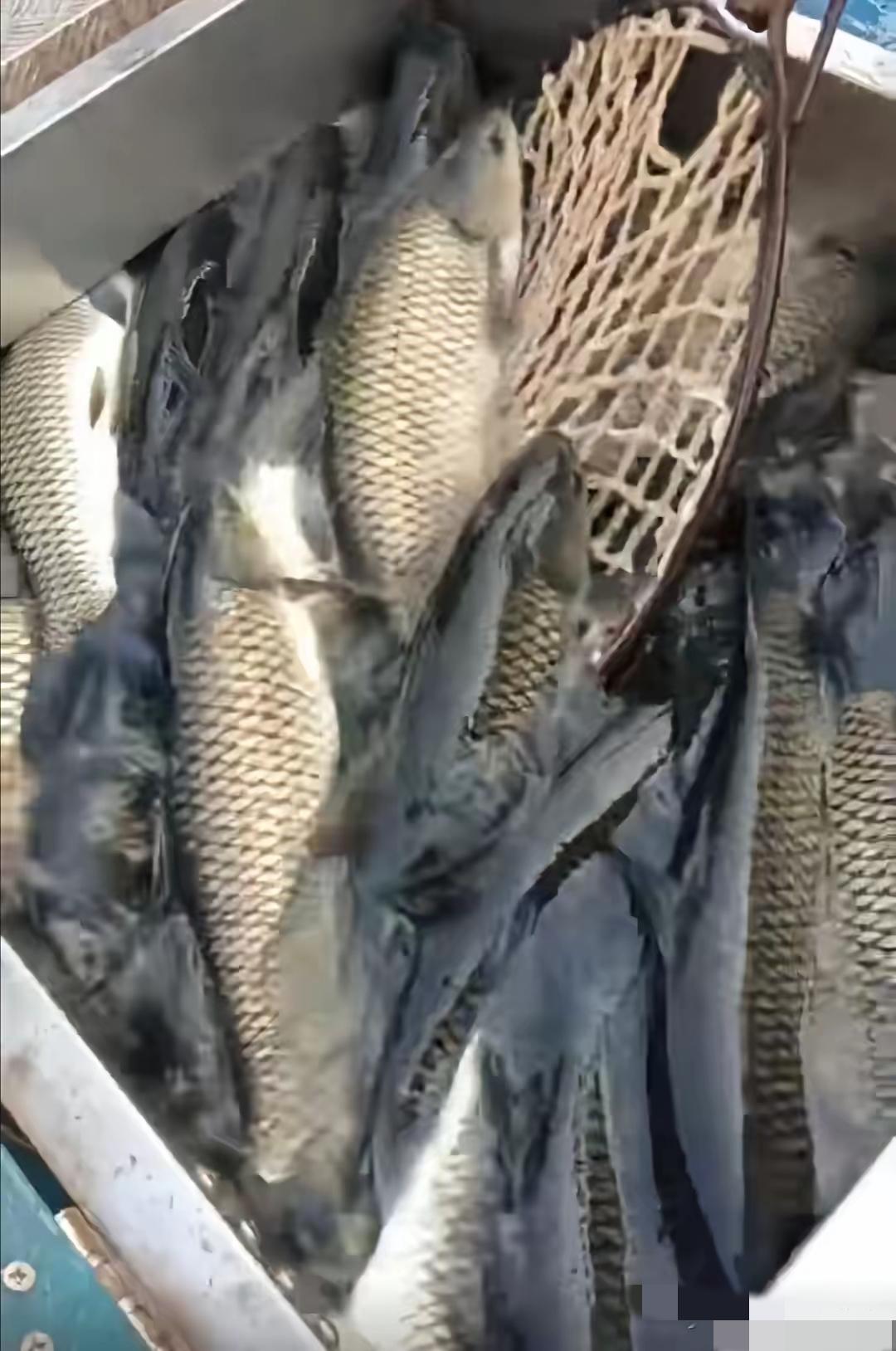 躲过了孔雀石绿，避开了违规兽药，万万没想到，如今买鱼竟栽在了麻醉剂上！

总以为