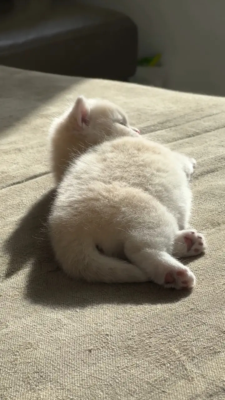 为啥小动物胖了人见人爱，人胖了就千嫌万厌……[捂脸][捂脸][捂脸]