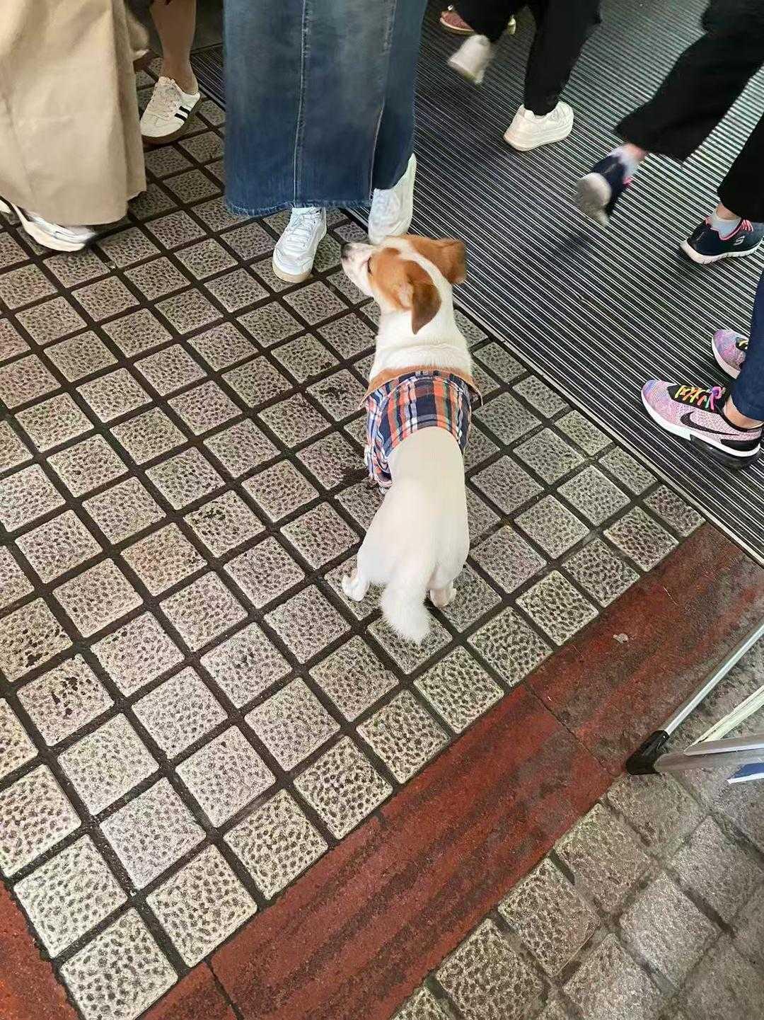 【高速服务区遗留萌犬，协管队长暖心接力安顿】

国庆假期，京港澳高速高岗服务区上