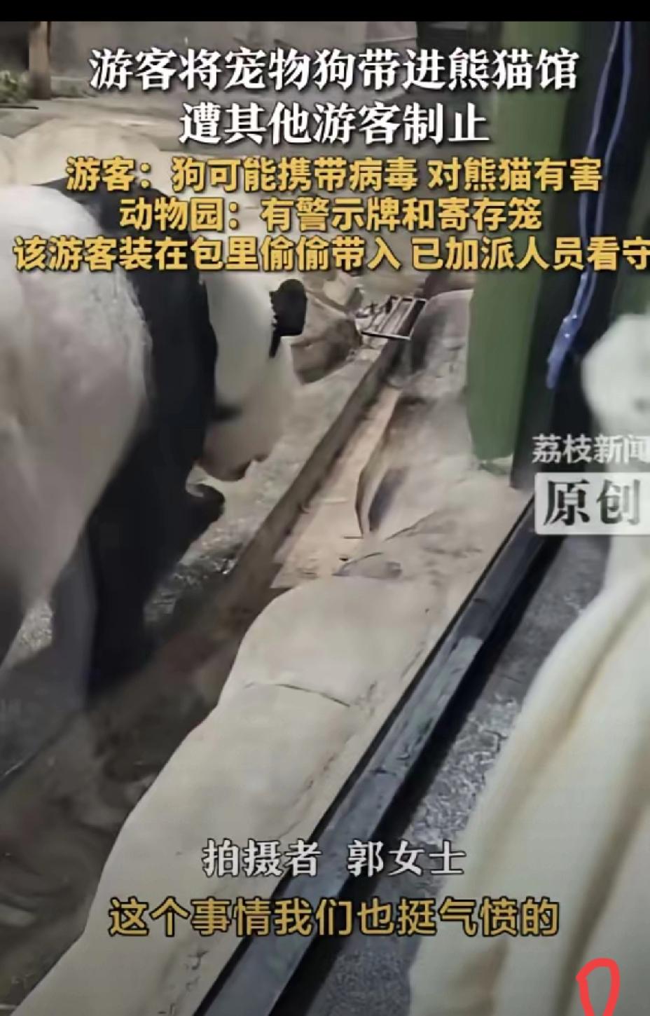 必须严惩！洛阳女子藏狗进熊猫馆，是在拿国宝的生命冒险。
 
犬瘟热病毒对大熊猫几