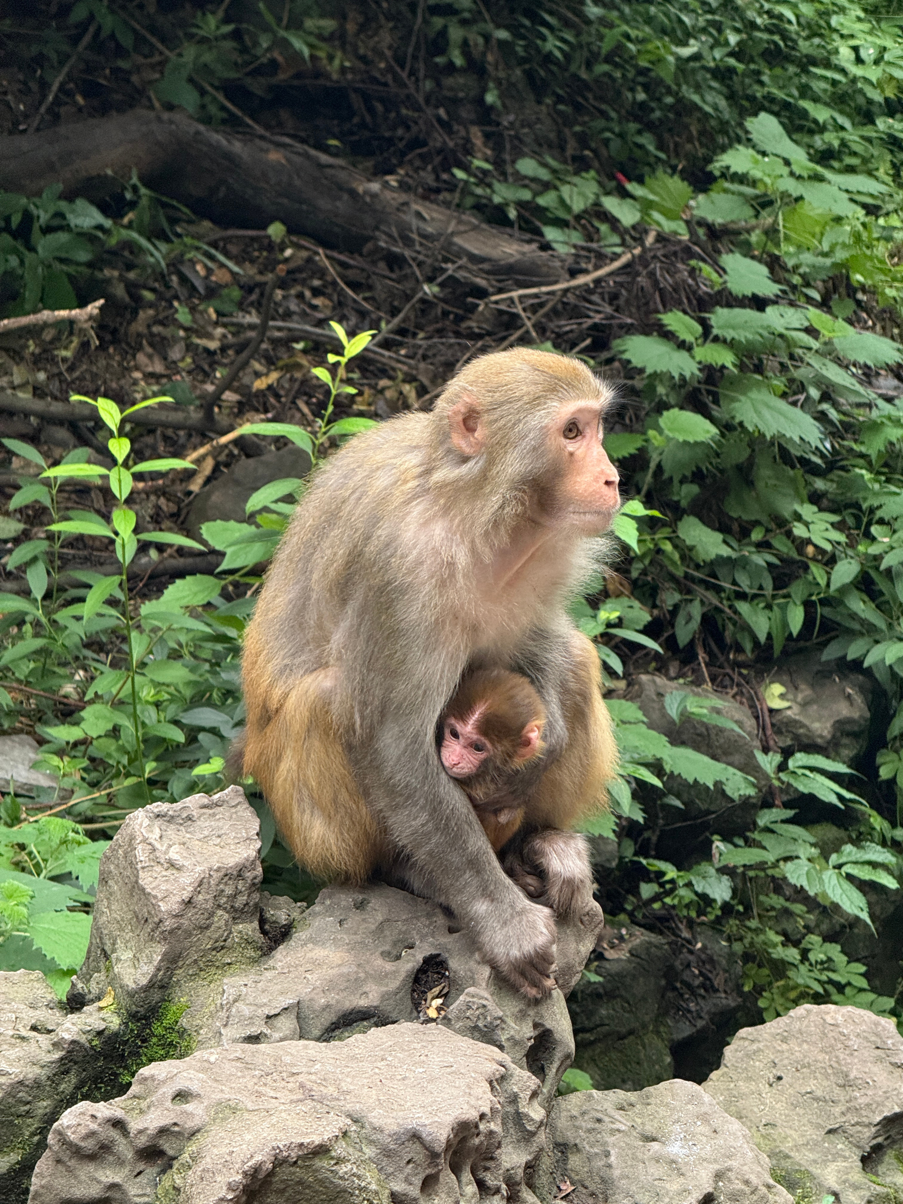 看到好多猴妈妈抱着孩子抢吃的[doge]这边好多人投喂，还有人喂山竹喂桃子的。我