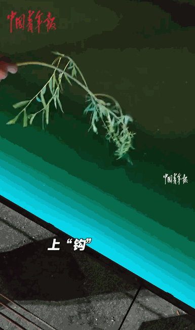 “这就是命啊！”河北沧州，一男子晚上散步路过一处河塘时，随手拿起附近的柳枝放进了