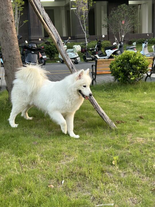 清晨遛狗