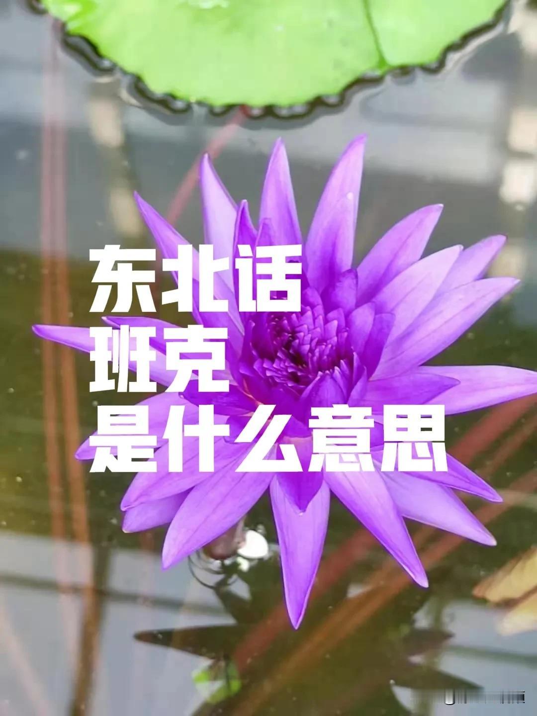 东北话“班克”是什么意思？最近我受同事感染，每天都在学习东北话，今天她让我猜“班