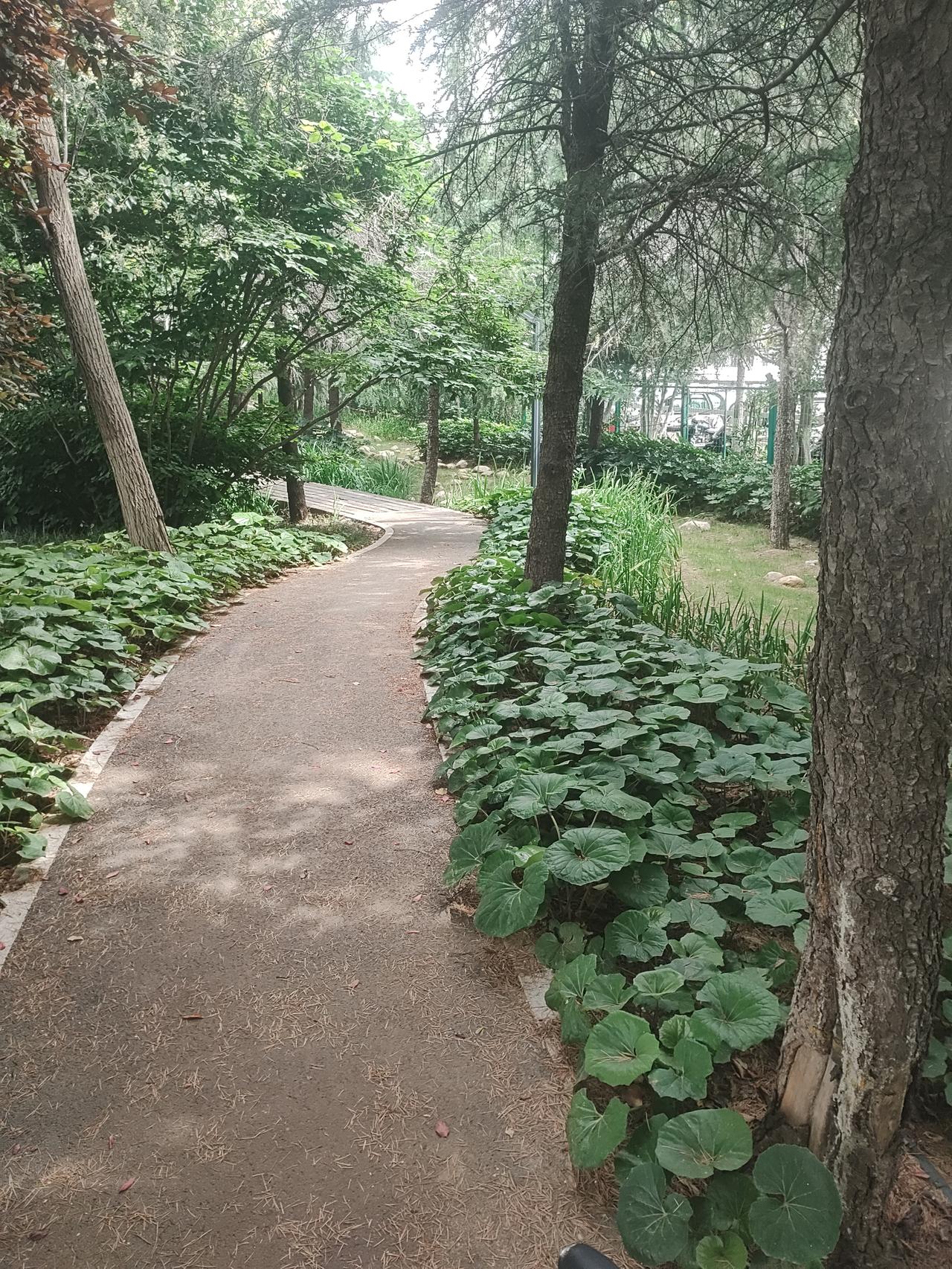 沛县是一个美丽而且有历史韵味的城市，两千多年的风雨沉浮，这片土地从大汉之源变成国