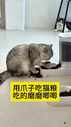 看到这个视频，我真是笑到直不起腰！恁瞅瞅这只猫，放着现成的猫粮盆不用，非得用爪子
