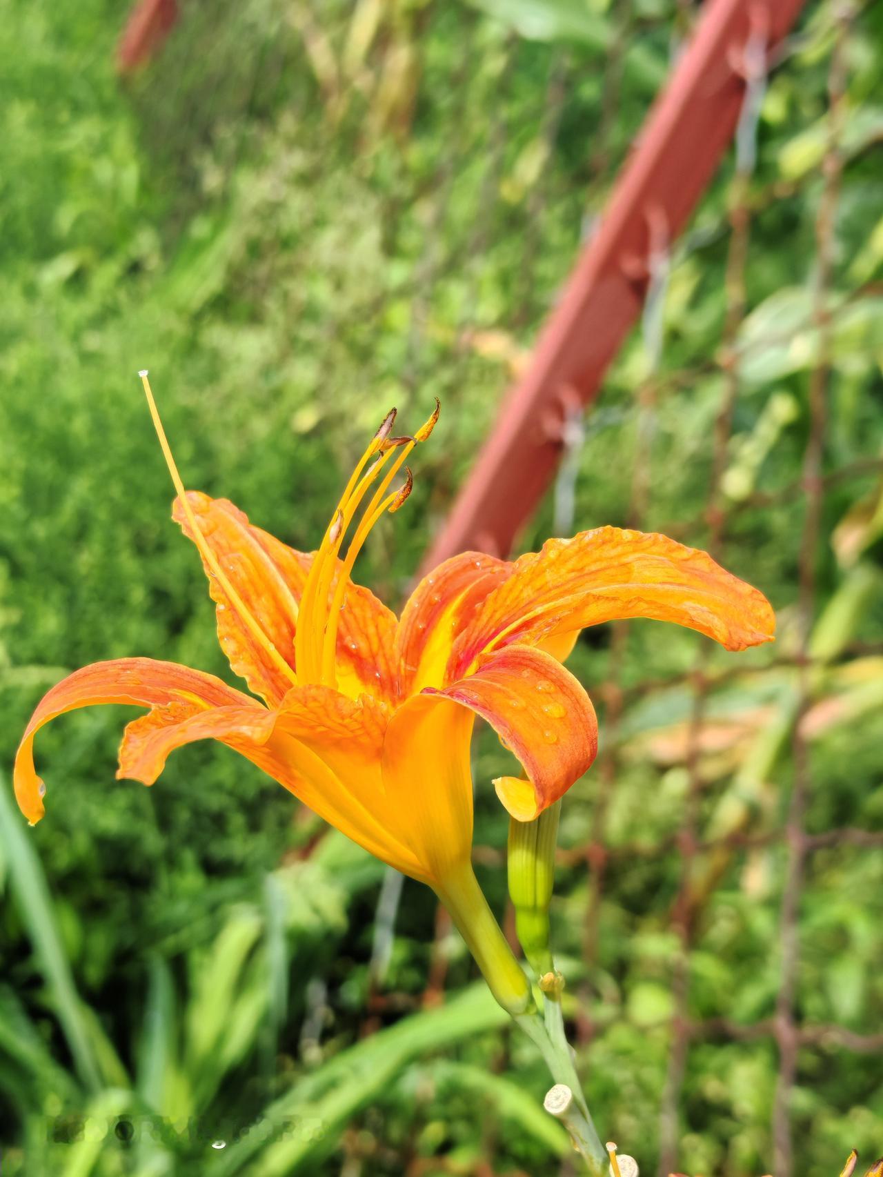 晒图笔记大赛美丽的花