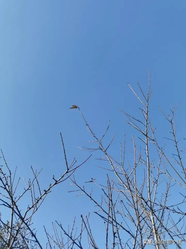 秋天一来，刘禹锡那句“自古逢秋悲寂寥，我言秋日胜春朝”就格外应景。以往诗人笔下的