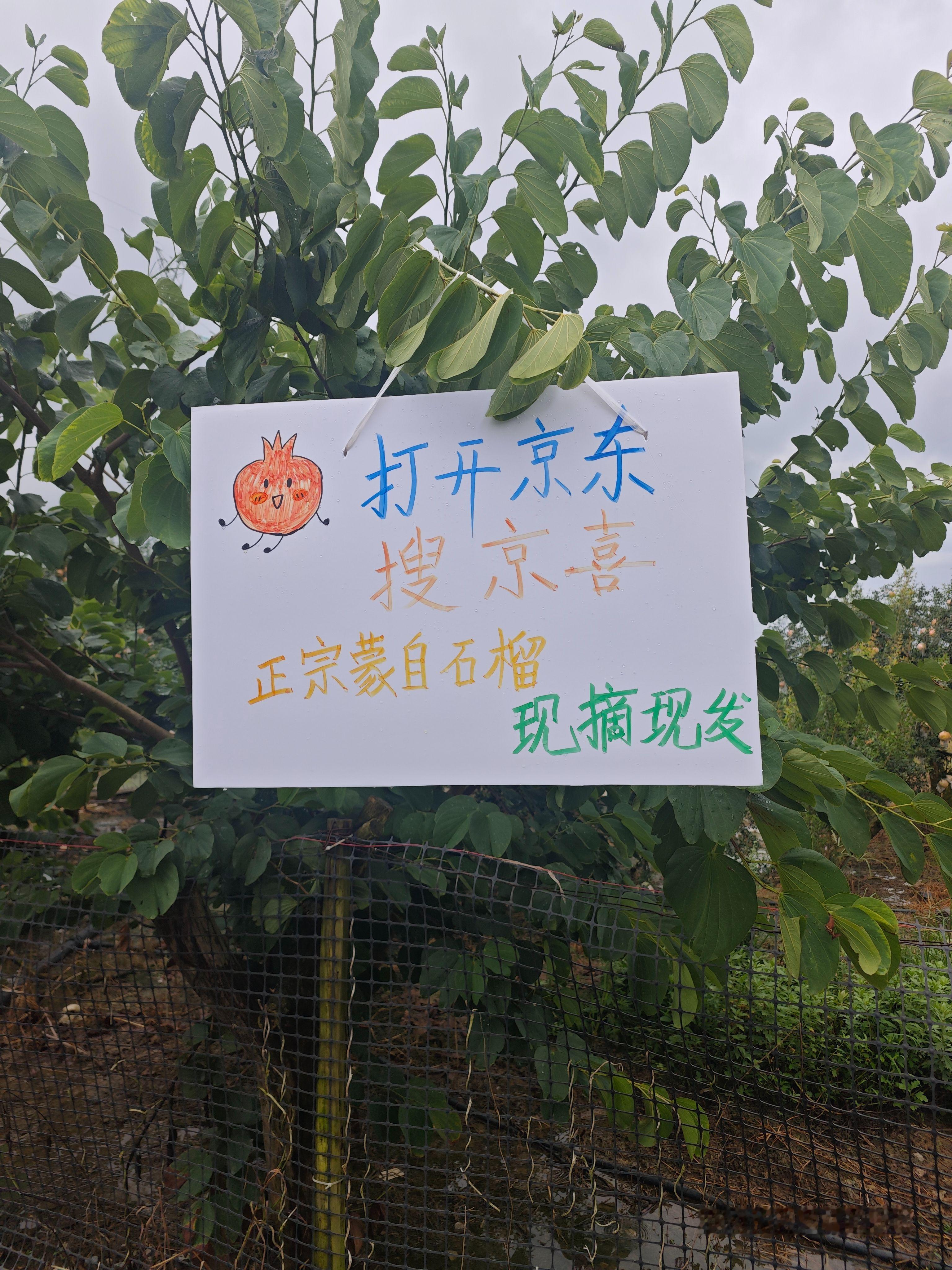 石榴姐苑琼丹真的来蒙自了！不是走个过场，是直接杀进石榴园跟大家玩“现实版开心农场