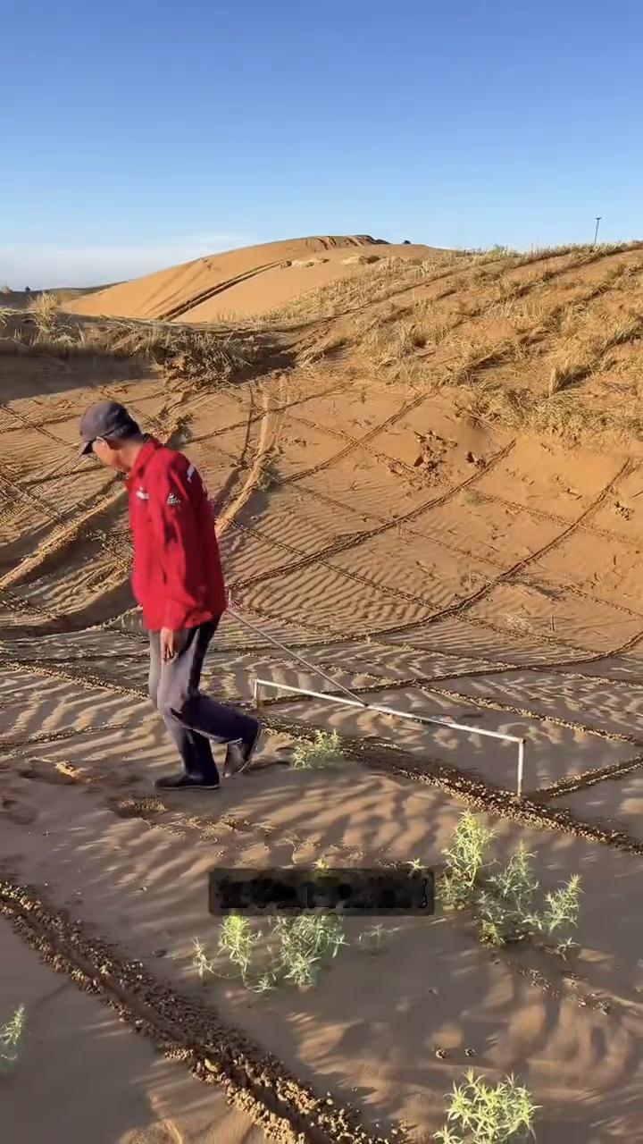 草方格治荒漠。
有人问工人为什么要往沙漠里插稻草？难道这些稻草真的能用来对抗漫天