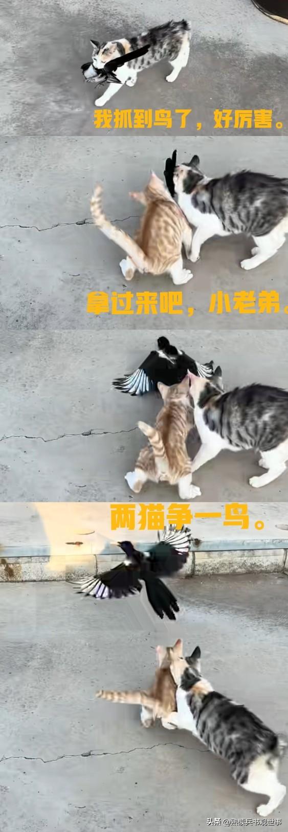 两只小猫承担了我一天的笑点。两猫相争，喜鹊得救，真的太可乐了。
网友家的小猫是村