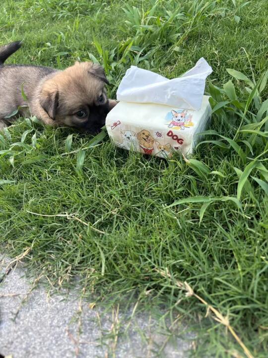 狗狗我呀 卖抽纸来养活自己