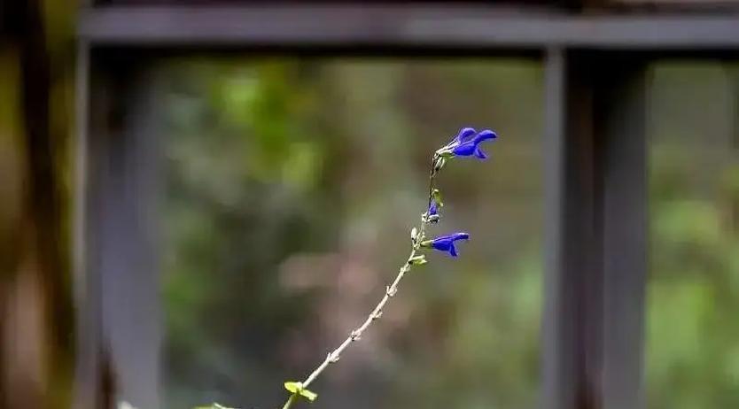 加代走了不到半年，他媳妇张敬把公司、酒局、直播账号全变现，6800万落袋，转头买