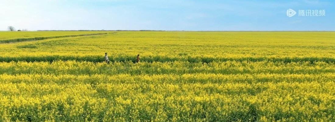 陈飞宇 油菜花田名场面整个氛围感拉满，这一段值得反复观看！ 