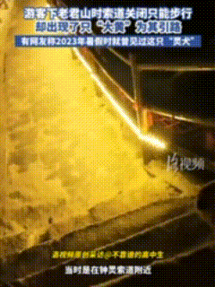 太有灵性了！河南老君山，一男子准备下山时突然赶上索道关闭，只能徒步下山，正当他不