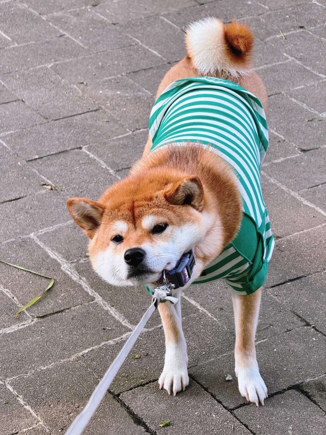 太犟了 跟小时候一样
