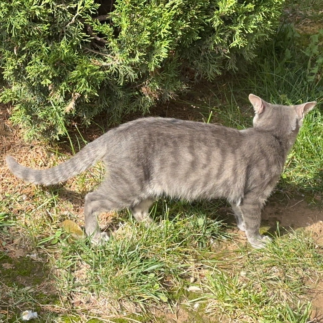 流浪猫+1 ​​​