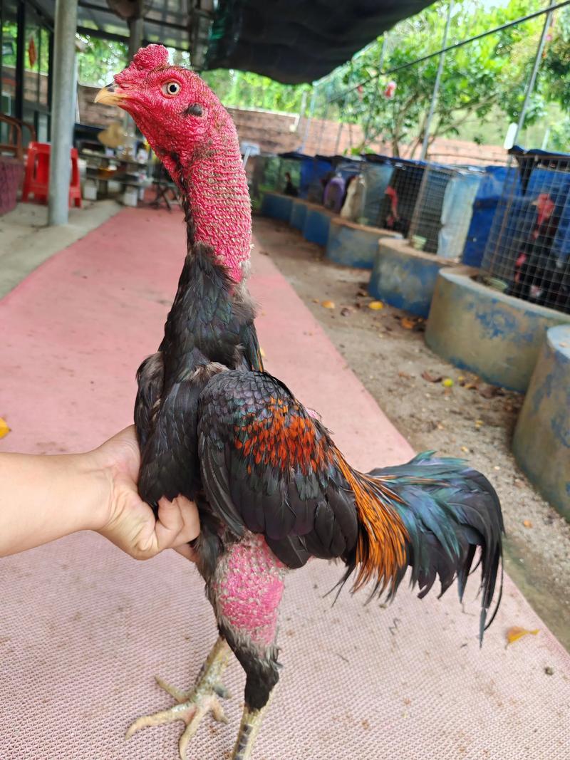 在战场上已经看不到任何一丝光亮的司机，只能寄希望于最后的殊死一搏了：美西方基本已