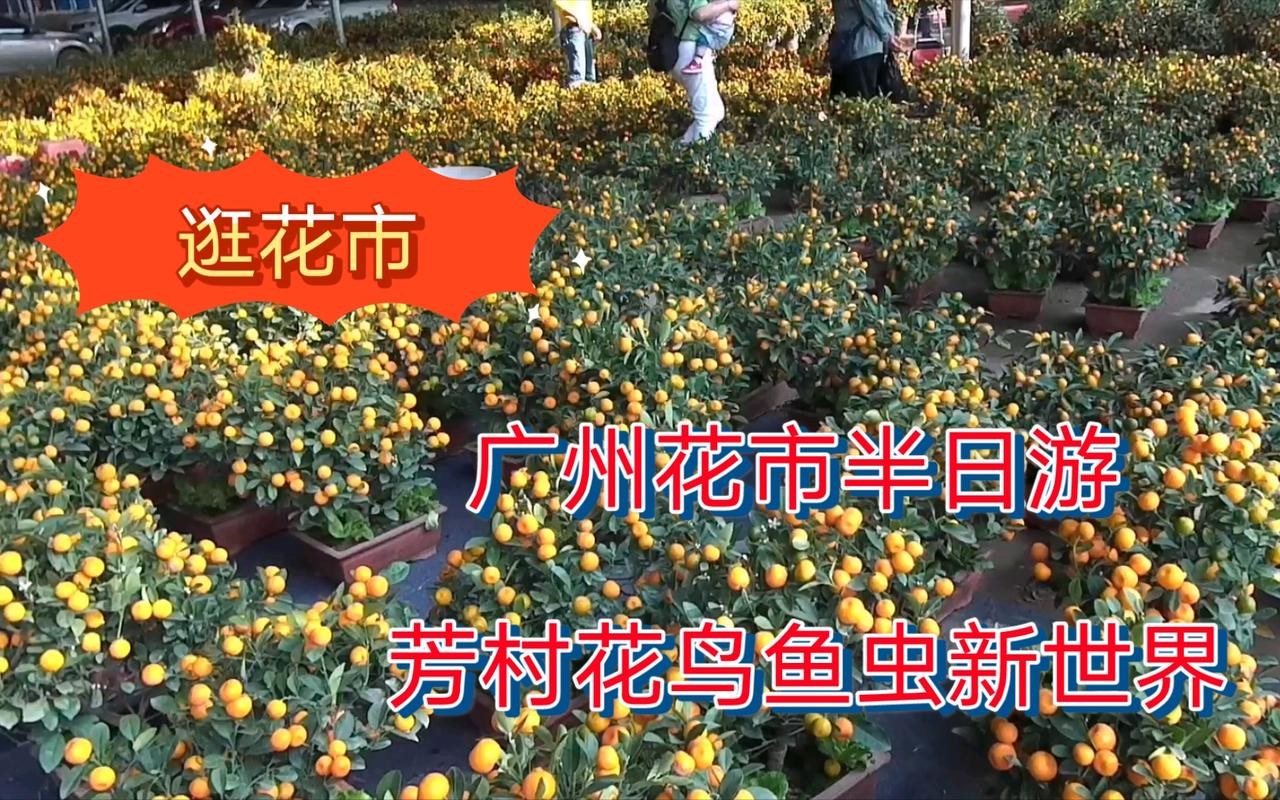 广州地铁文化（59）

搭乘地铁，探秘花鸟鱼虫新世界

精准出行小贴士
离芳村花
