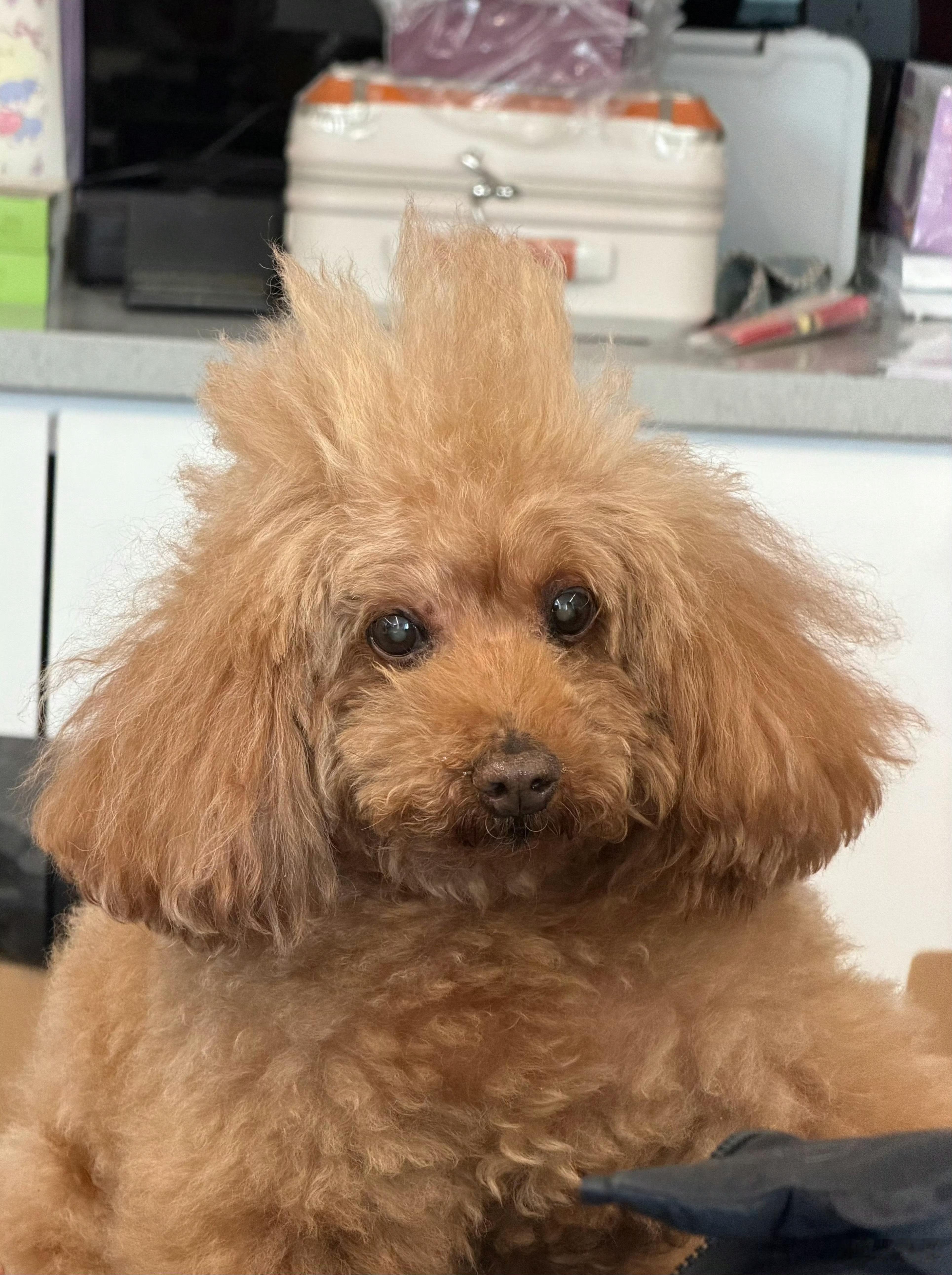 吱吱公主是不是跟piupiu腻在一起呢