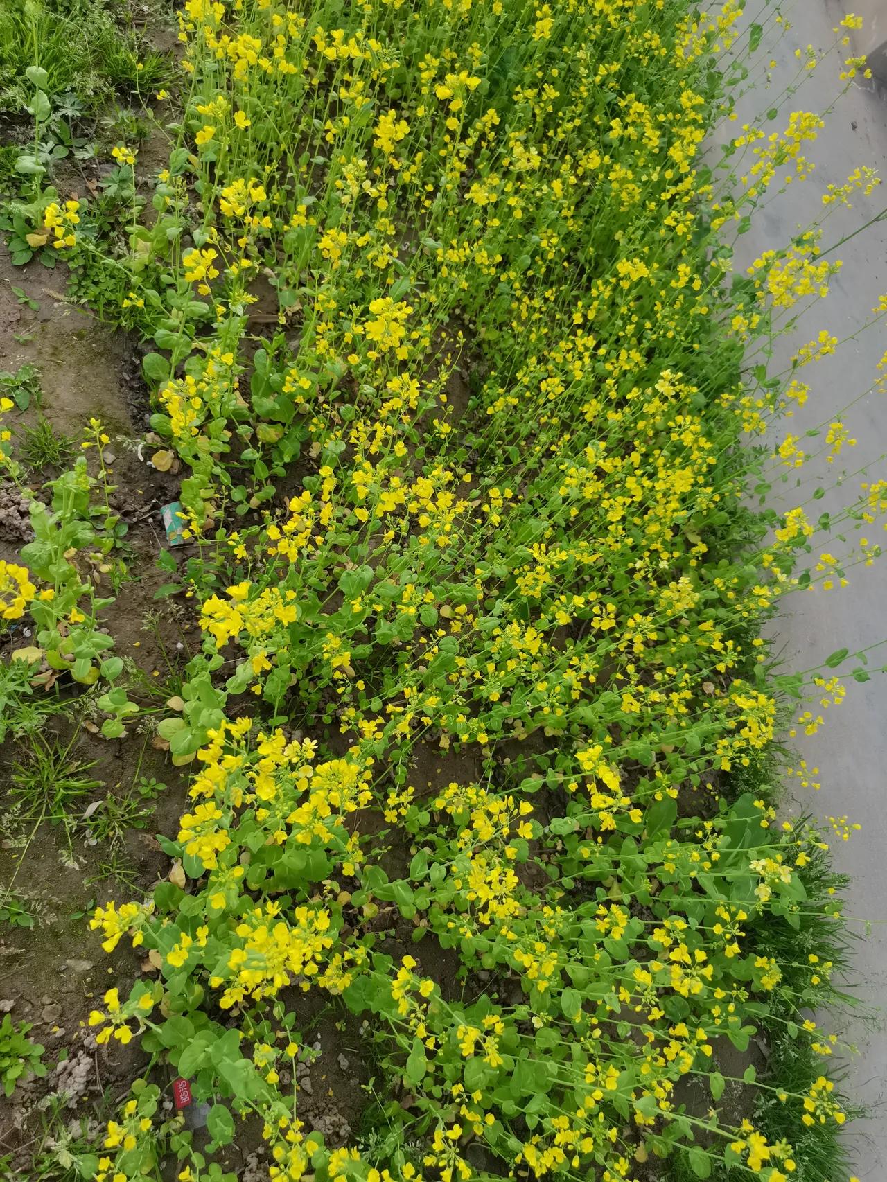 晒一晒这个春天拍到的花🌸
满眼温柔，治愈所有不开心
养眼又治愈，换个好心情～