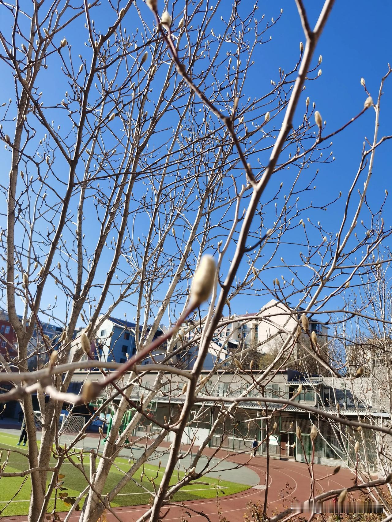 今年的冬天很反常，昨天看到玉兰花的花苞竟然有开放之态！往年的玉兰花苞这时候应该是