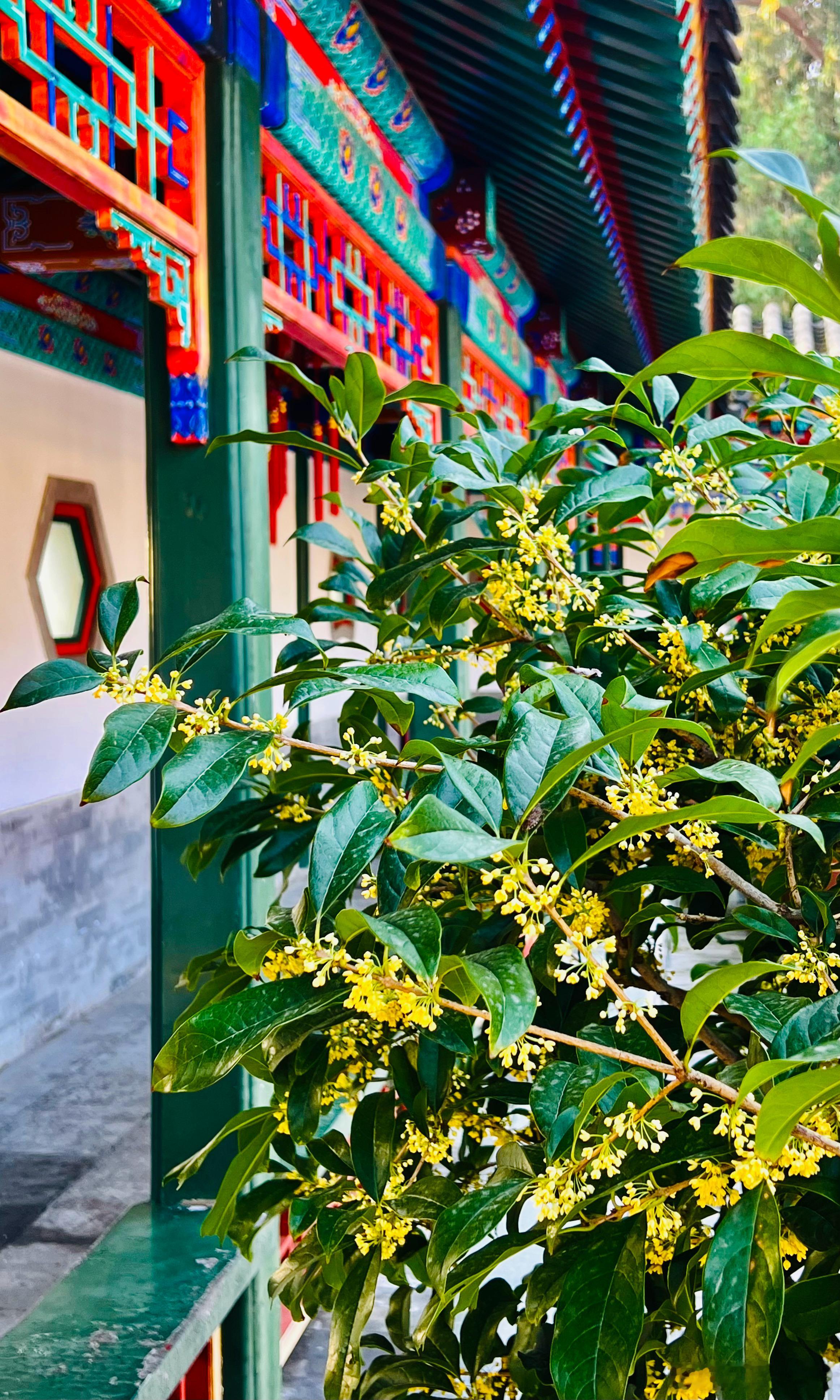 北京香山公园 桂花香飘致远斋摄影​​​