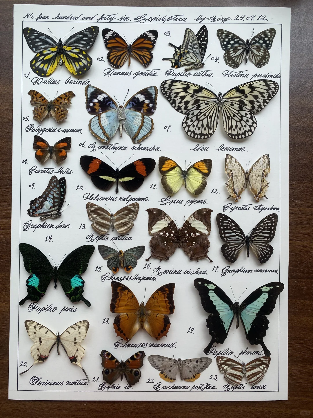 装裱蝴蝶标本的日常