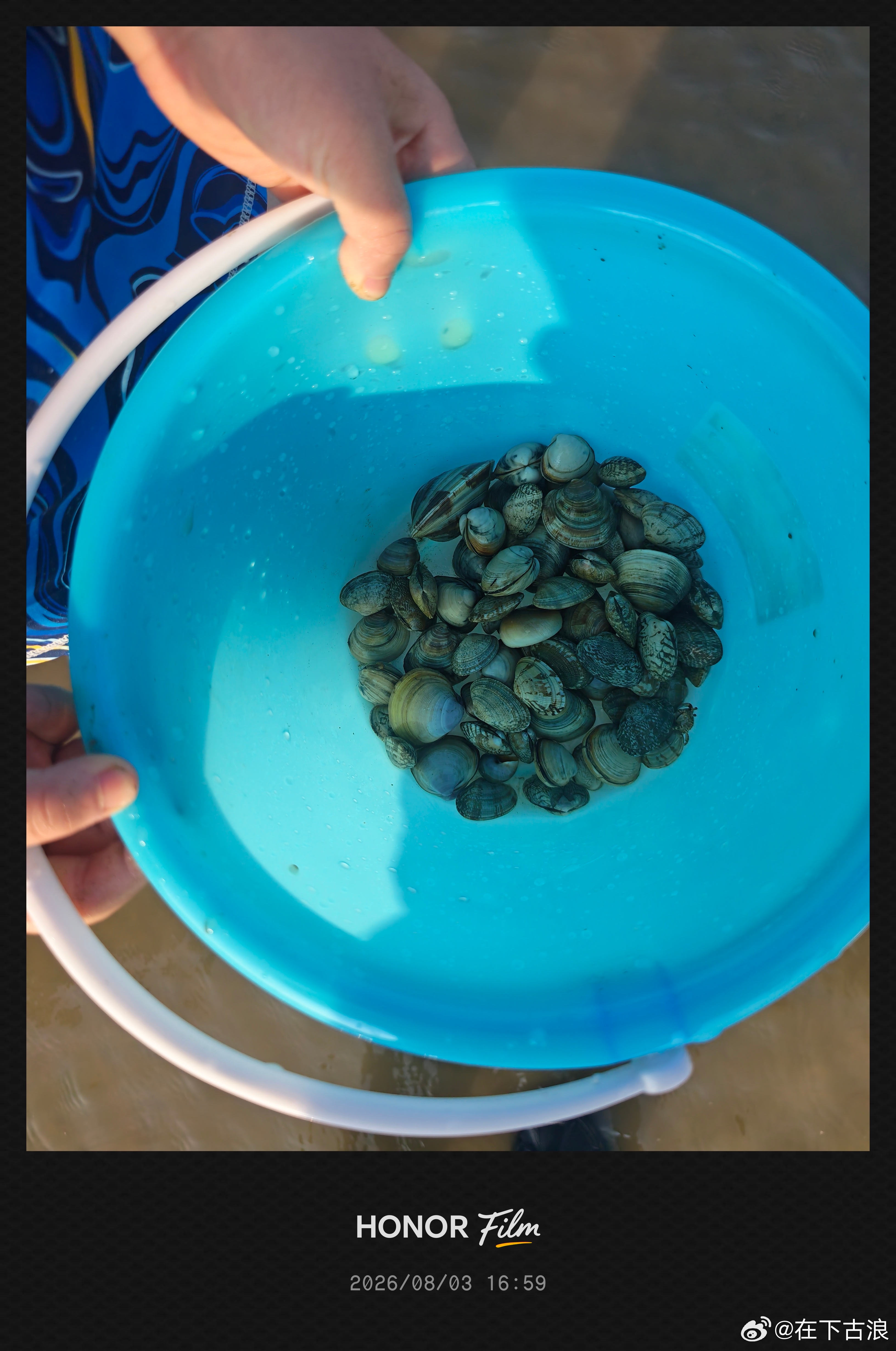 前阵子在玉龙山里采的菌子一个都不敢吃，今天在海边捡的贝壳，应该没毒可以吃…… 