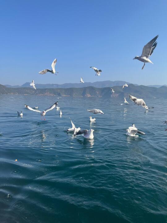 泸沽湖实况 还有好多海鸥 家人们快冲