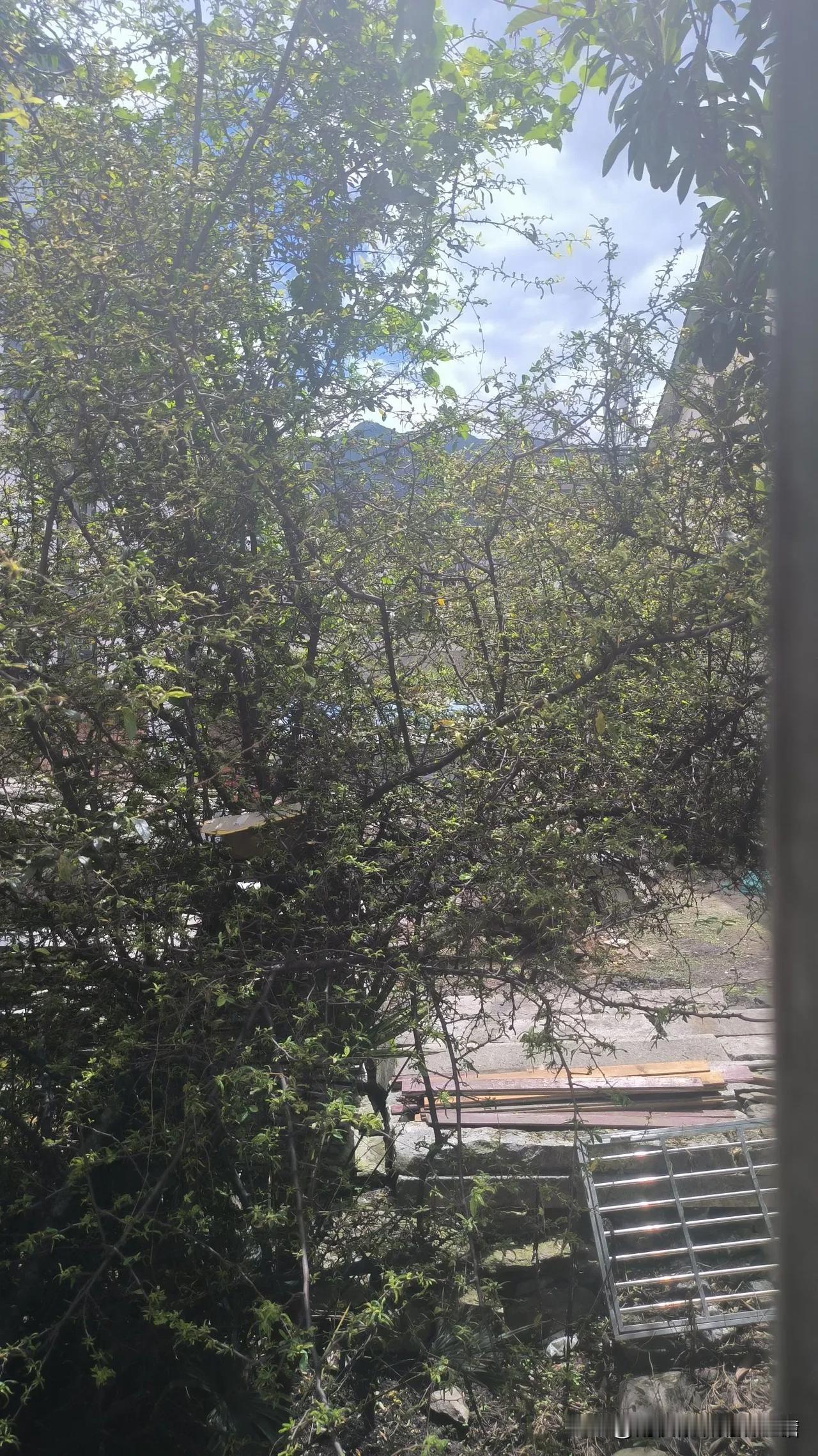 刚才天阴打雷落雨了，媳妇出门，我问干嘛，她说带娃娃出去玩水，我说下雨了，她说下雨