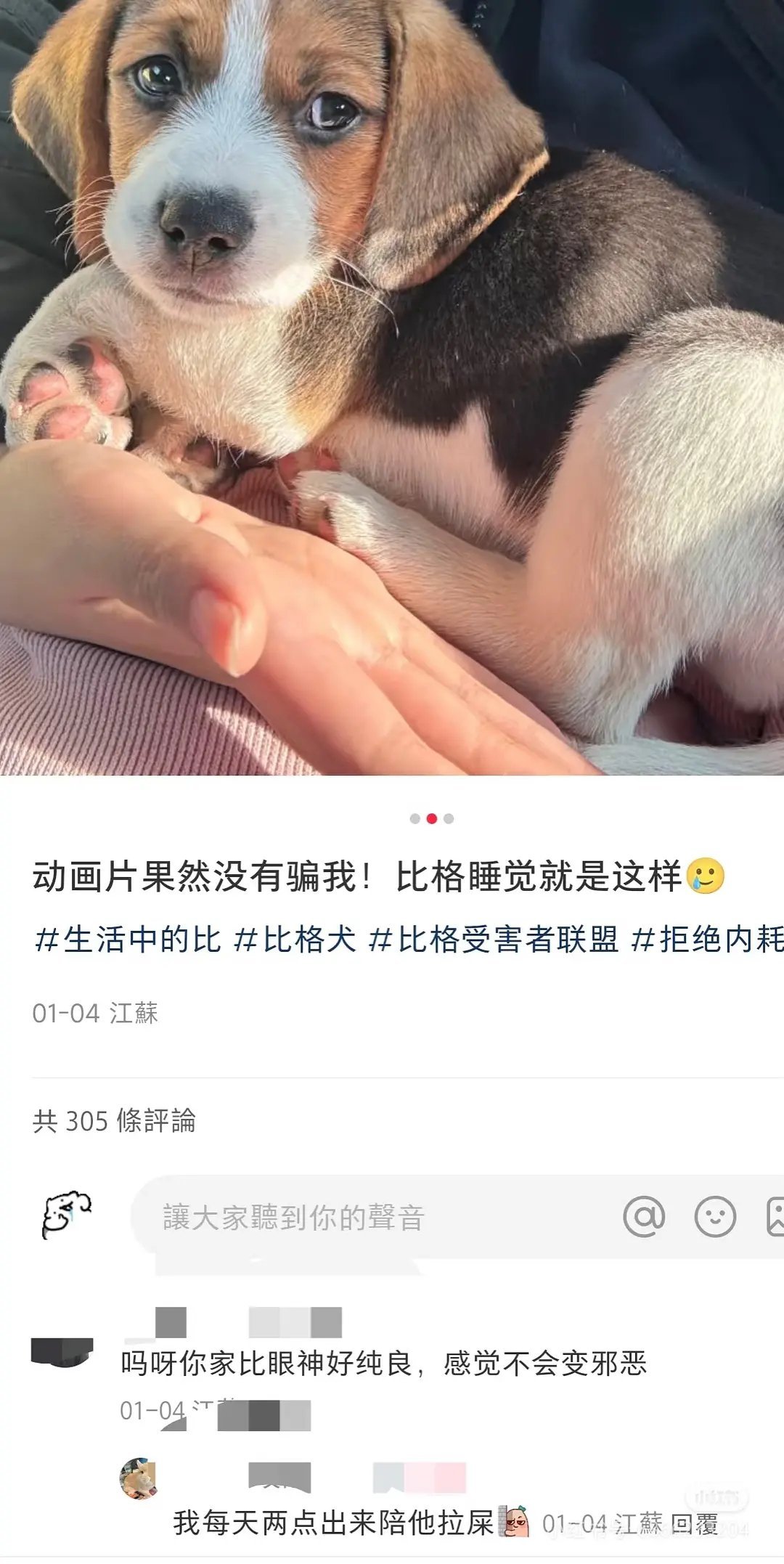 每次刷到比格笑话我都像着了魔一样停下来看我会一直爱小比（的表情包） 