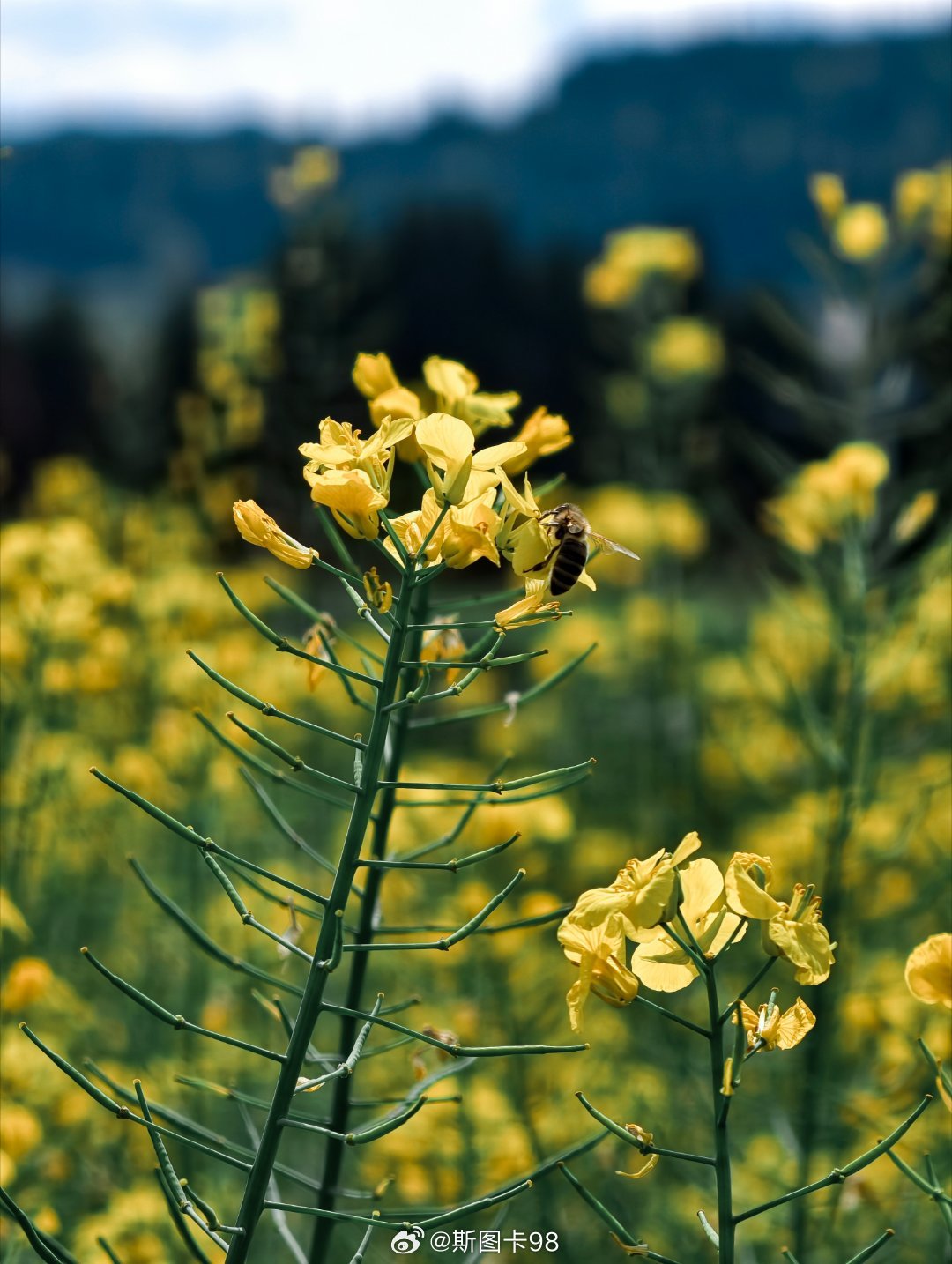 去西充赴一场有机康养之旅春日踏青来四川西充乡间，满眼都是治愈的田园风光。万亩桃花