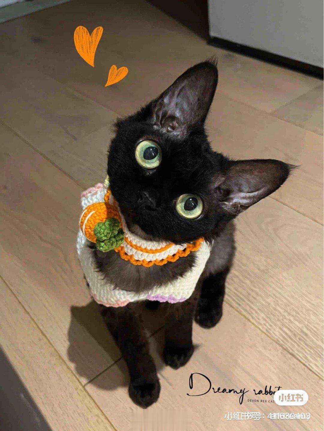 天呢 好想养只黑色德文[泪]好像黑色精灵 ​​​