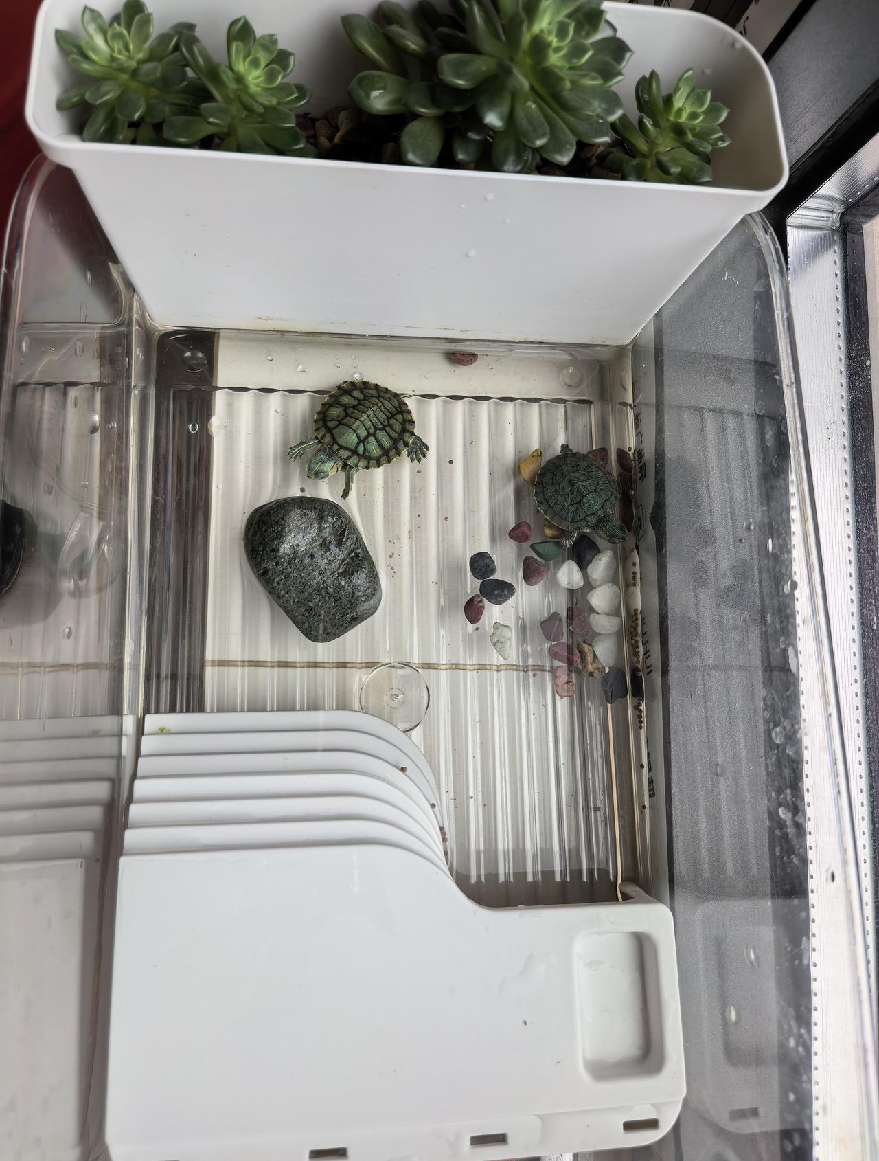 我的这两只小乌龟，浅色的那只可活跃了，一天撒多少食都给吃完，那只颜色深点的，一天