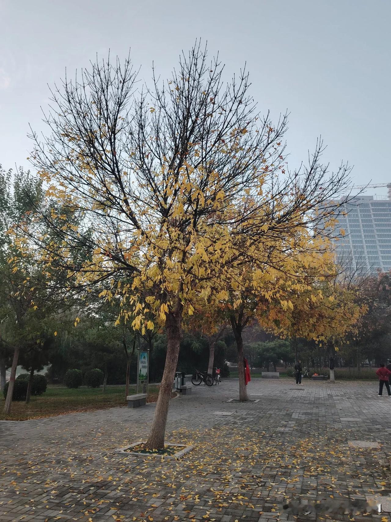 #上联:落叶飘零风雨里 请您对下联#
落叶飘零风雨里，
疏林萧瑟雪霜前。