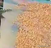 野猪伤人，却仍“杀不得”？它从保护名录除名后，千万农户面临的新困境


一个挡不