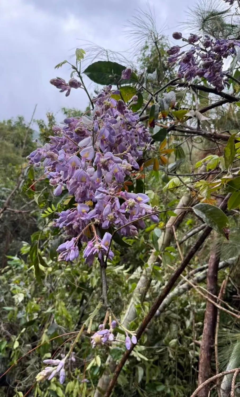 白腾花
也叫藤花、马鹿花、苦绳花、豆米花
这是普洱人春天常吃的一种花☀️春日限定
