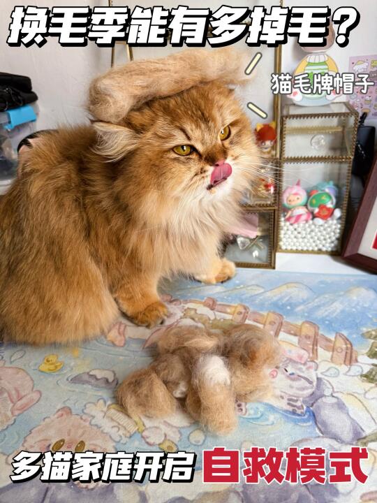 掉毛季能有多掉毛🆘多猫家庭自救模式！