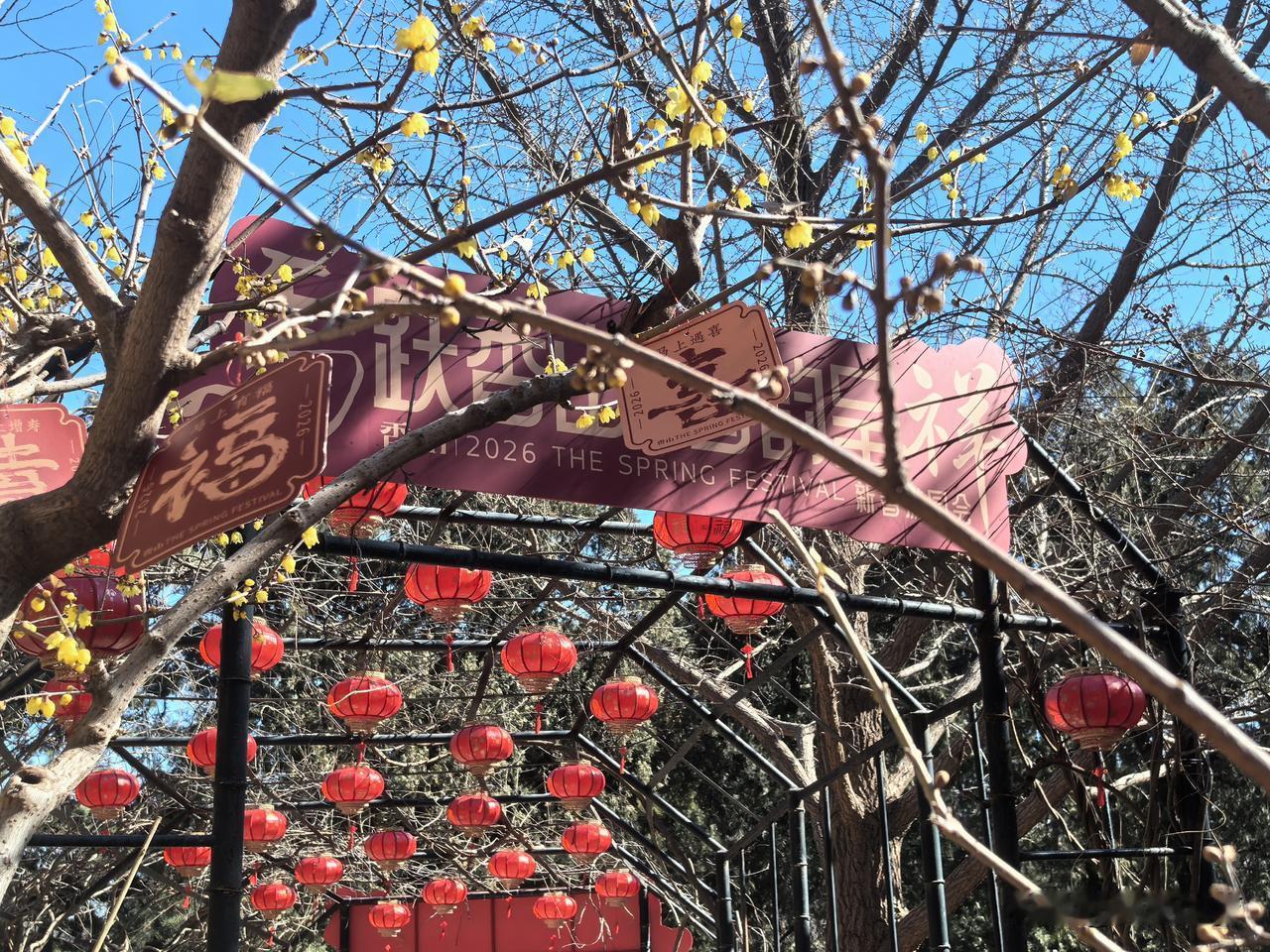 香山蜡梅谷（2026-2-18）