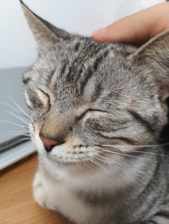它好享受呀