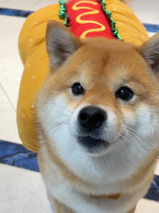 人  我是一个大热狗🌭
